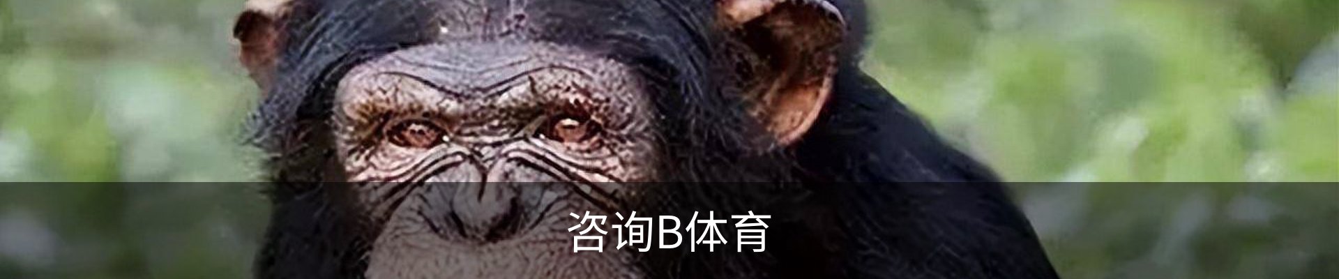 咨询B体育