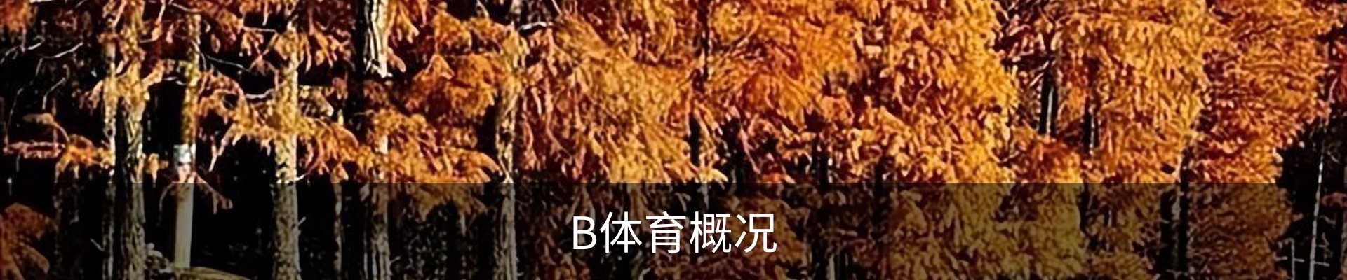 B体育概况